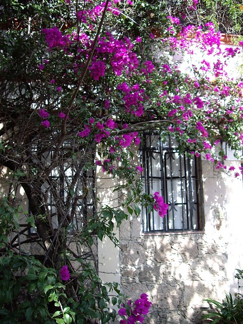 Taxco5 Home and Flowers, Taxco, Mexico