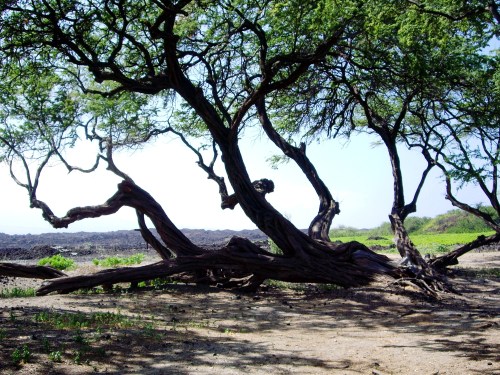 Kona Branches, Hawaii