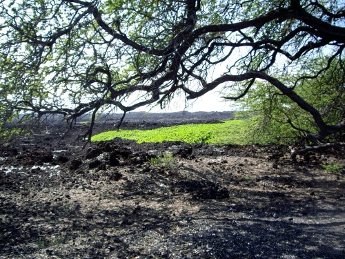 Lava rock and green, Kona, Hawaii