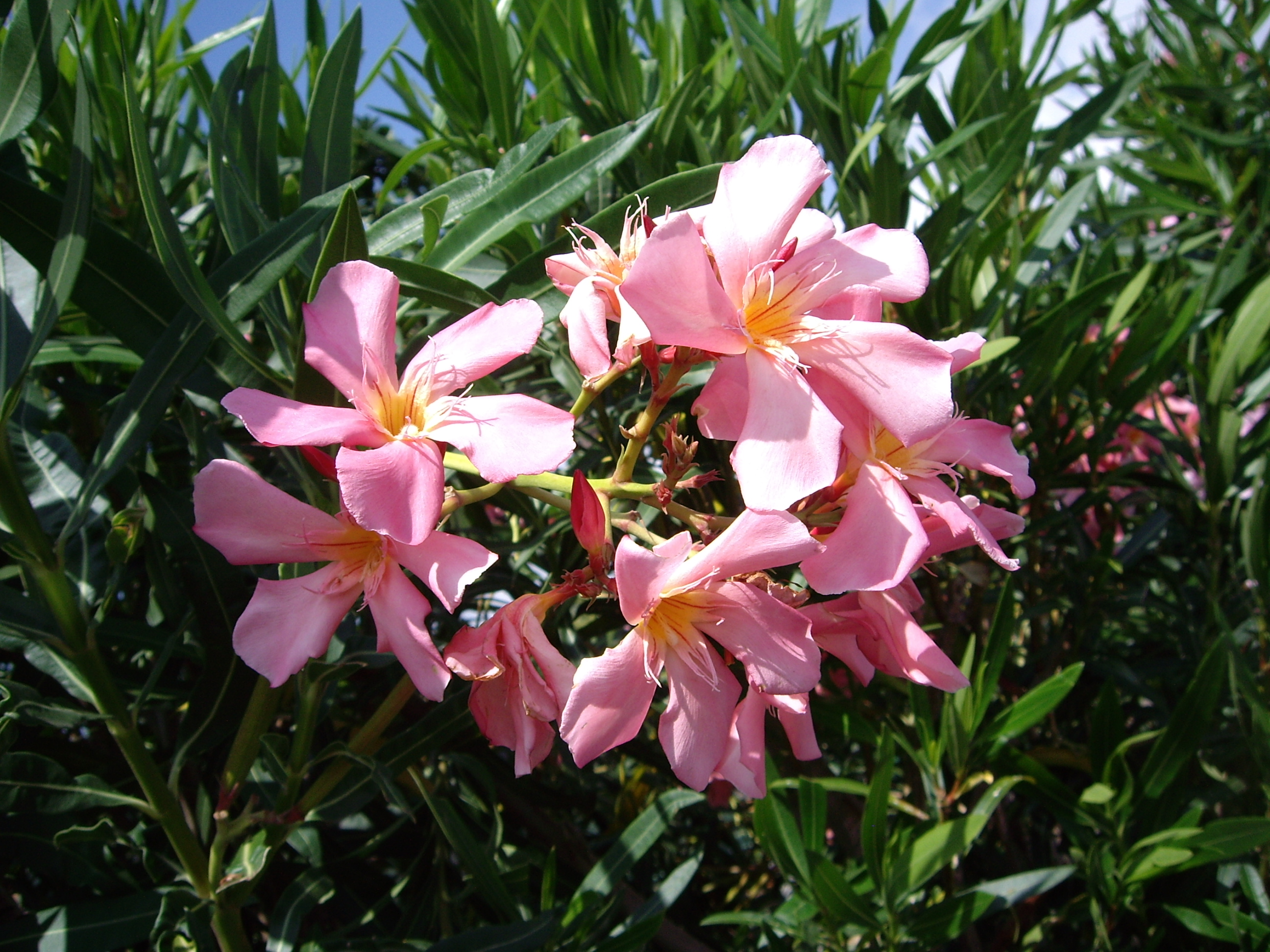 Pink Flowers, Kona, Hawaii