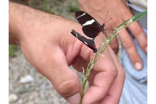 Butterflies. Arenal, Costa Rica