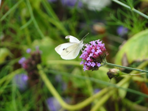 Dutchess County Butterfly. Stanfordville, NY