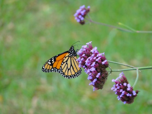 Dutchess County Butterfly on Flower. Stanfordville, NY