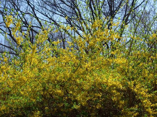 Forsythia. Central Park, NYC.