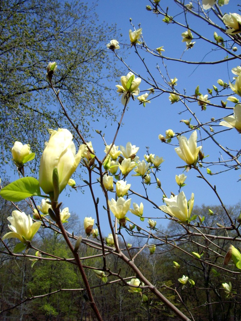Yellow Magnolias. Central Park, NYC.