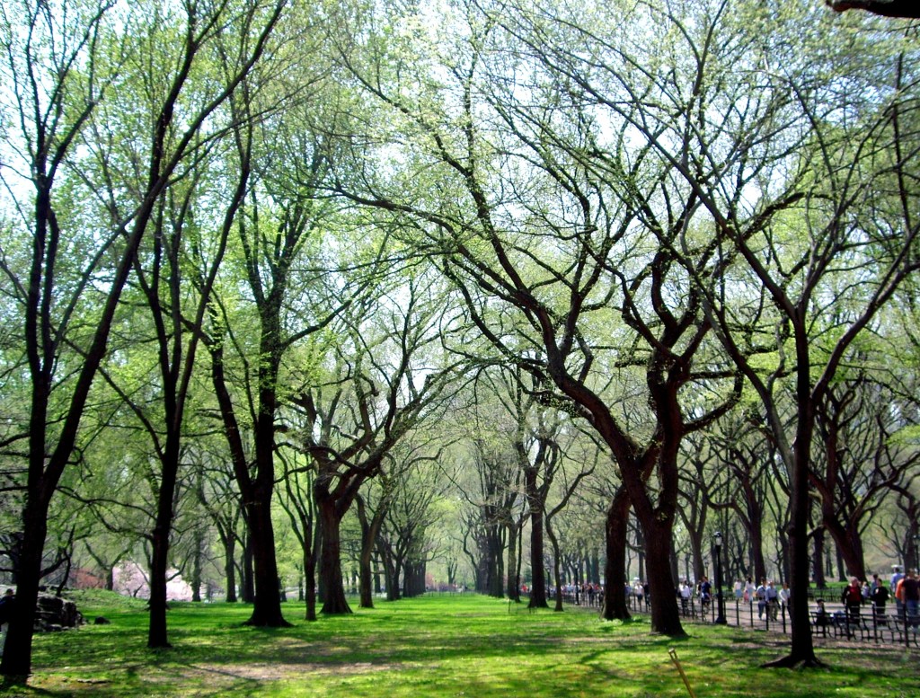 Trees