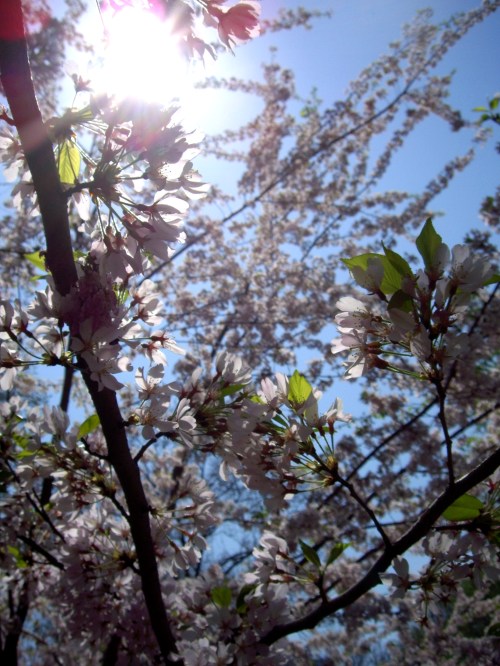Sunlight through a Branch. Central Park, NYC.