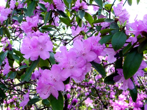 Purple. Central Park, NYC.