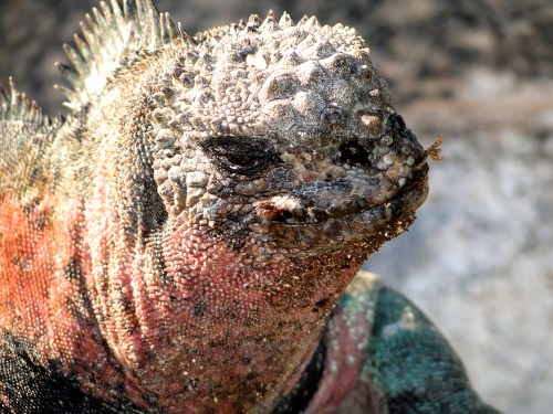 Galapagos Iguana. Ecuador.