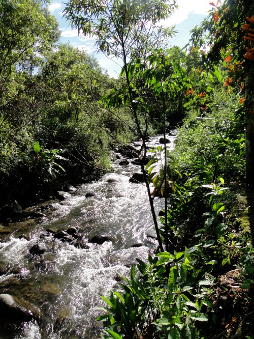 Hike in a cloud forest. Mindo, Ecuador.