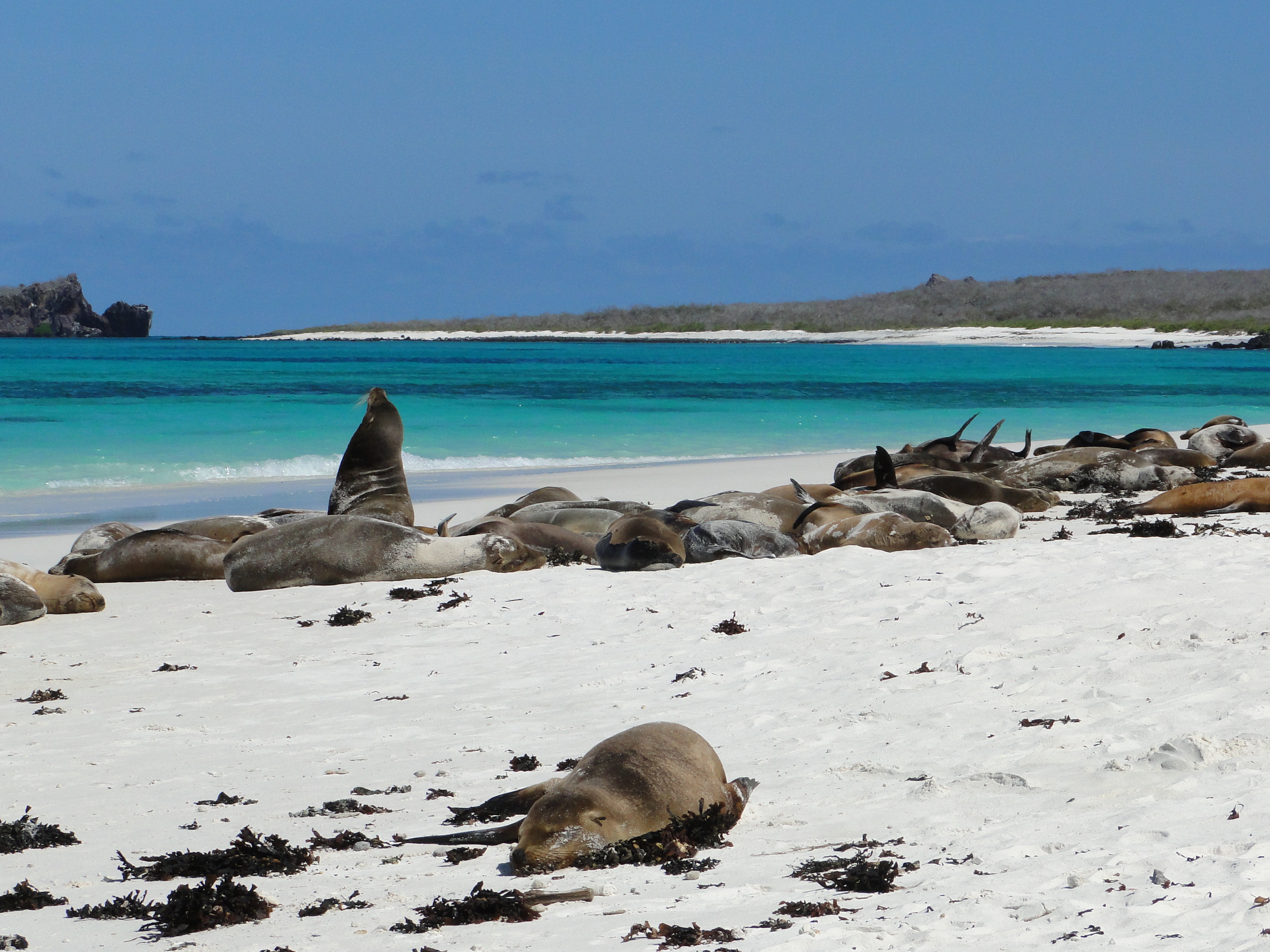 Sea Lions. Glapagos, Ecuador.