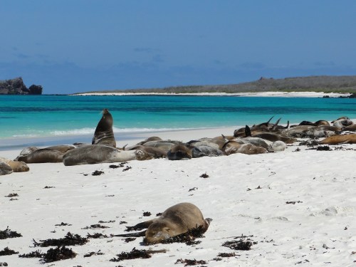 Sea Lions. Glapagos, Ecuador.
