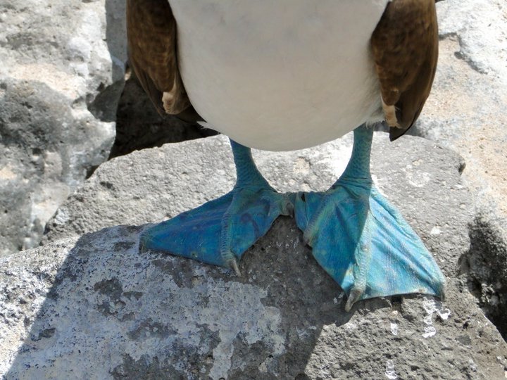 72778_538964962777_2006565_n